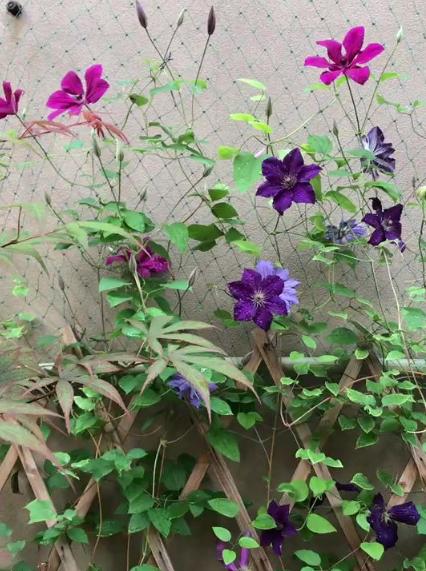 花名怎么取