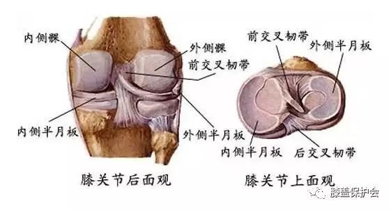 半月板是什么部位