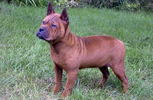 石家庄禁养大型犬的区域范围(长沙犬种禁养名单)