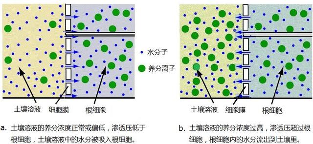 肥料施用不当会烧苗，如何避免烧苗？出现烧苗后又该如何应对？6