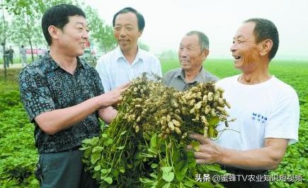 农民种花生想高产，关于花生三遍药，给大家一些建议2