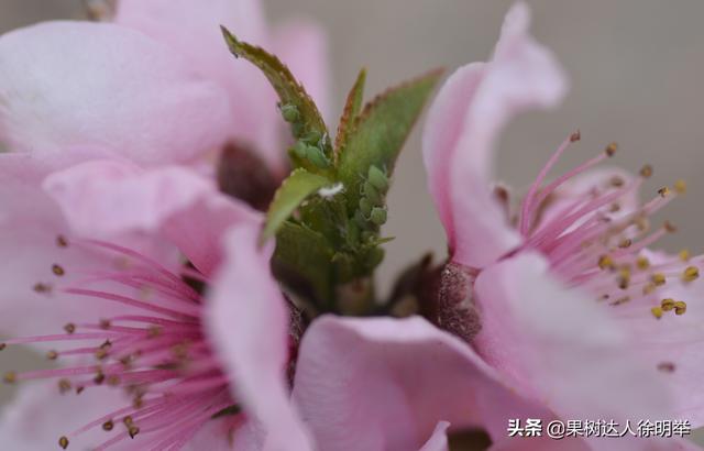 各地桃树鲜花盛开后，正是桃蚜开始一年猖狂时，怎么办10