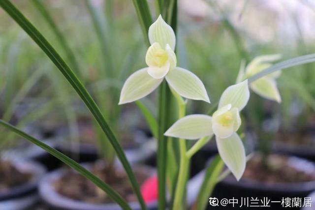 花卉名称