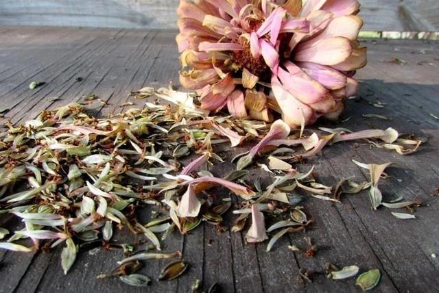 百日菊 百日菊「百日菊古诗词」 生活