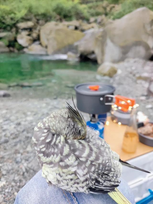 乐山石子洗砂机厂家
