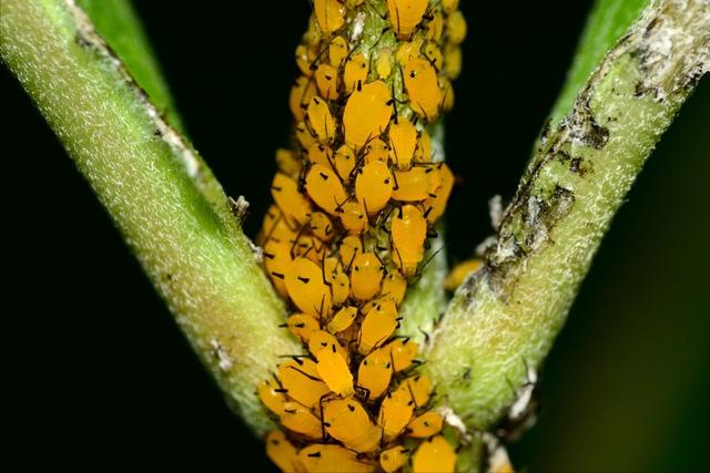 蚜虫用什么药能根治？针对不同作物，合理用药，轻松化解蚜虫危害