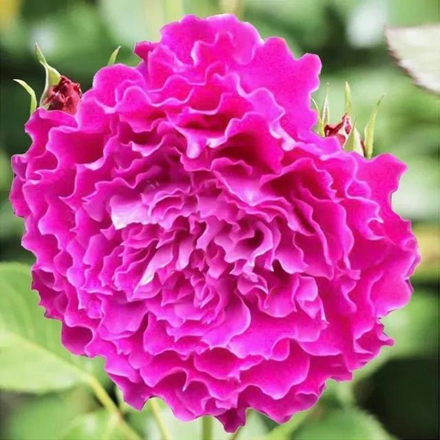 月季花品种