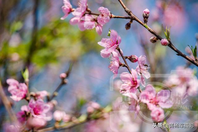 桃花的样子