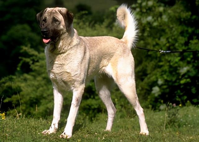 pinscher伯恩山犬(伯尔尼兹山地犬)brenese mountain dog大瑞士山地犬