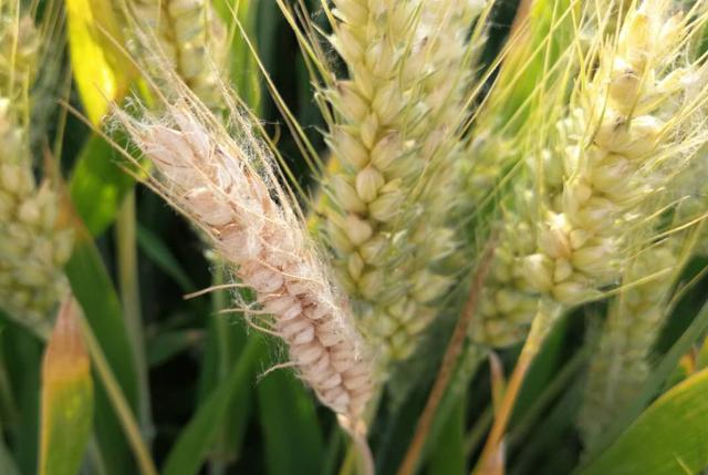 小麦为何大面积死穗？常见原因有哪些？农户们如何应对？3