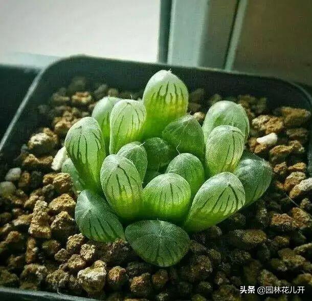 多肉植物图谱