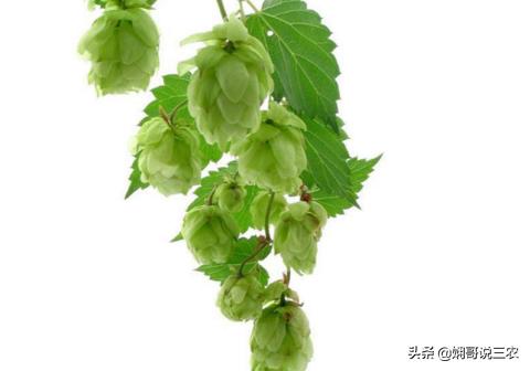 啤酒花种植技术（啤酒花的种植技术和用法）(1)