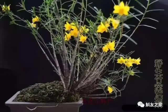 石斛种类 石斛种类（石斛种类有哪些） 生活