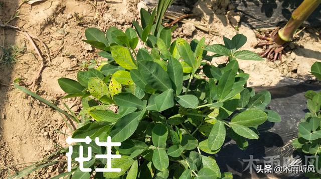 花生田使用什么样的除草剂，既封地面又除草，花生田杂草特点2