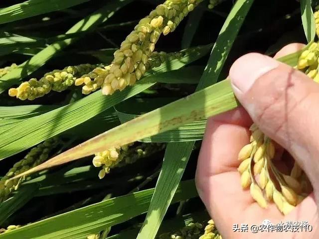 降温，灌水保温防青枯，促进水稻灌浆结实2