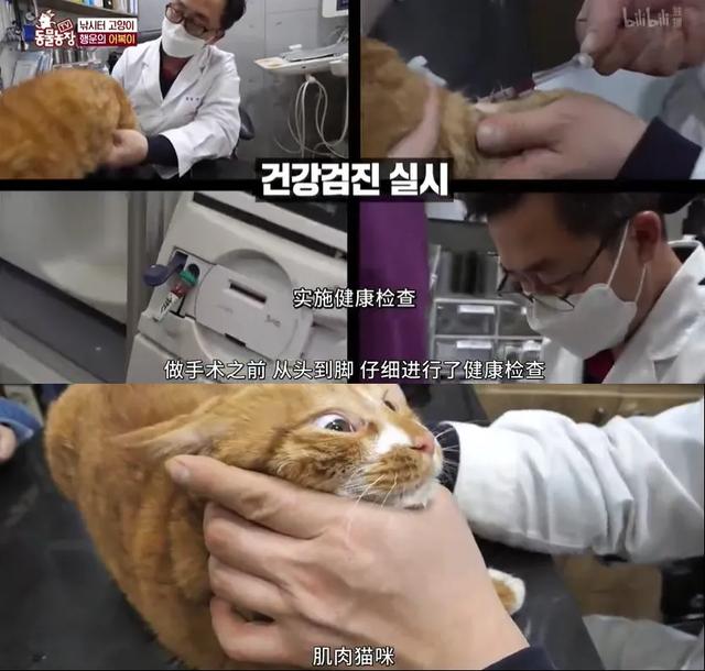 钓鱼猫