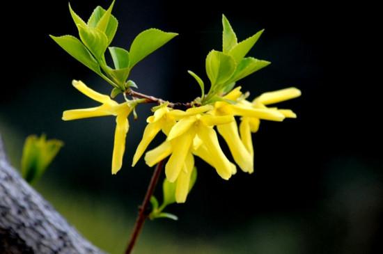 四月开什么花 四月开什么花（上海四月开什么花） 生活