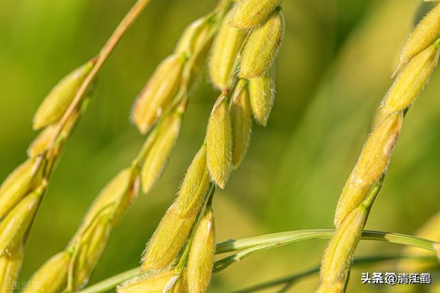 是水稻生产种植过程中,常见的4个病害:水稻枝梗瘟谷粒瘟,水稻颖枯病