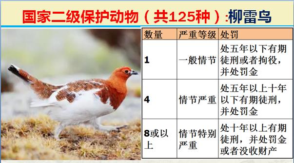 国家二级保护动物