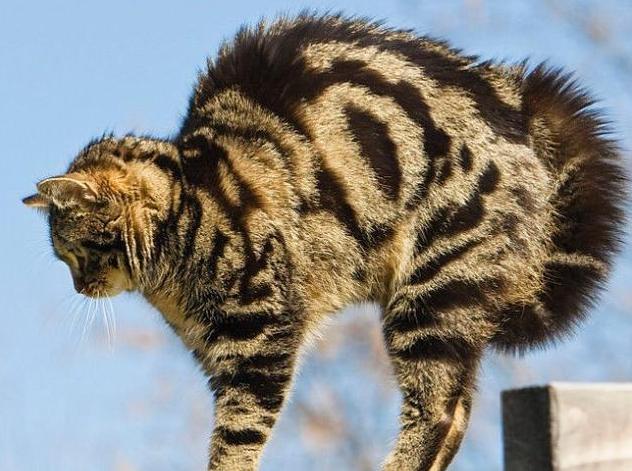 猫弓背尾巴竖起代表什么,猫咪尾巴竖直是对你表达好感还是攻击性动作