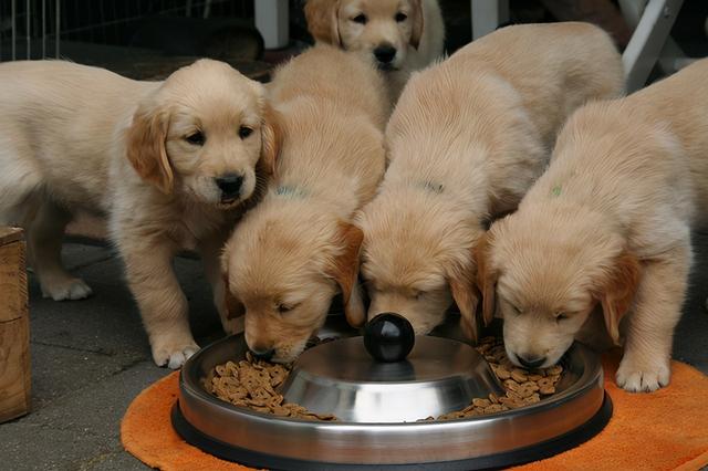 金毛犬的饲养