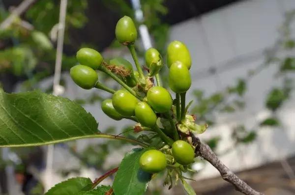 樱桃树的管理
