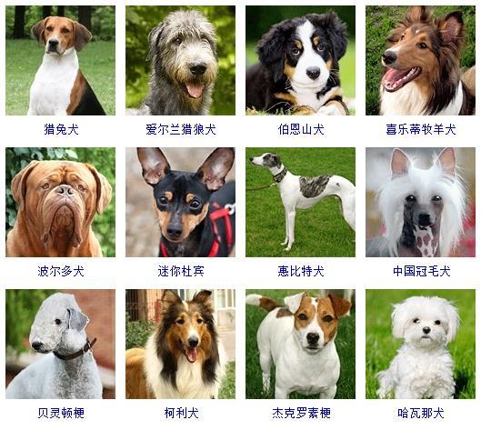 宠物犬种类