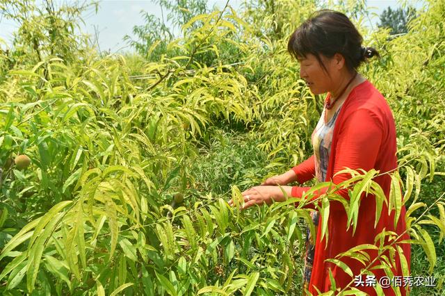 桃树叶片穿孔脱落，树体黄化难治愈，农民朋友应掌握3种防治技巧3