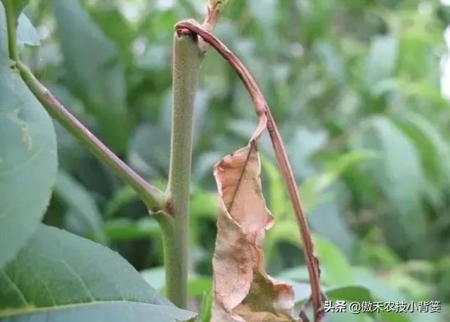 梨小食心虫会造成烂果和枯梢，学会这些虫害防治技巧很必要2