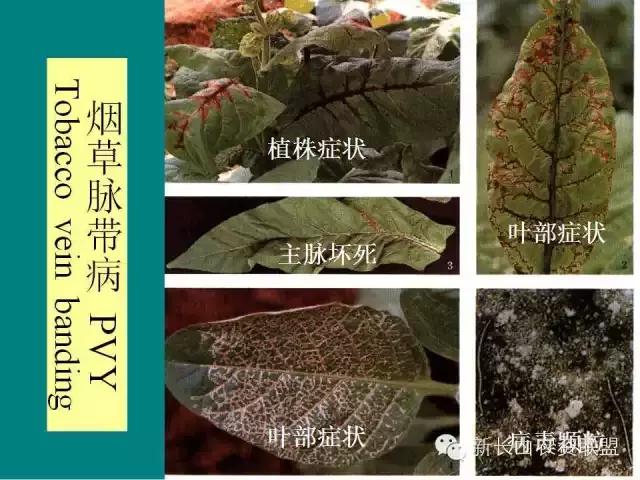 烟草病害及缺素图谱（史上最完全）30