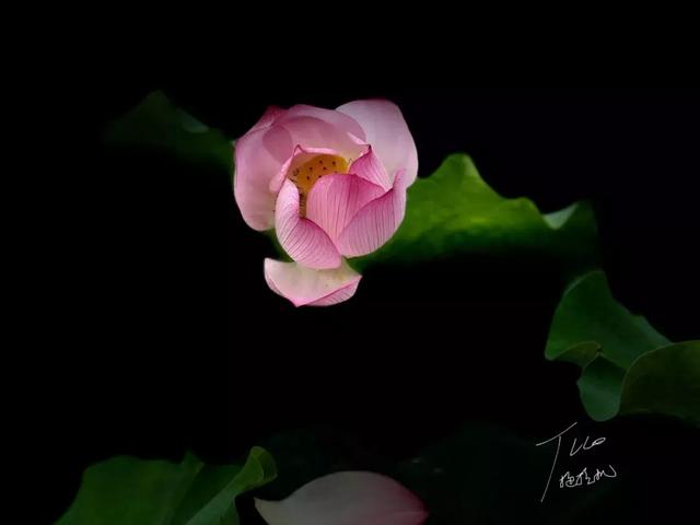 [微信七里香代理]，微信视频发黑了怎么调呢