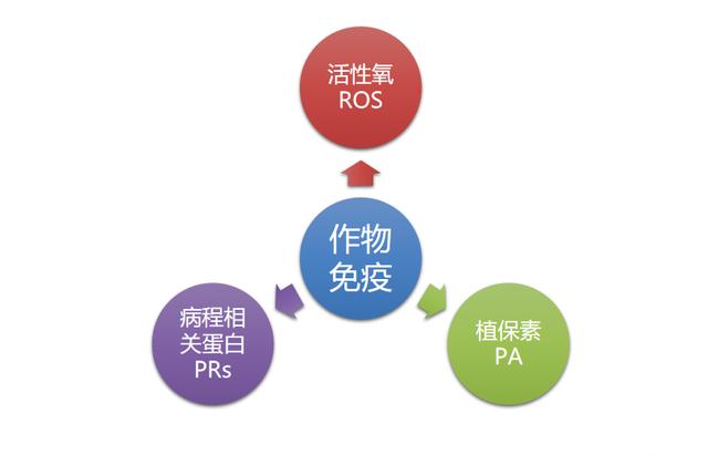 冠菌素助力石榴转色增糖，提质抗逆！想提升收益的种植户一定要看6