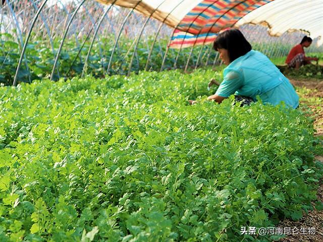 大棚蔬菜香菜烂根用什么药好？重茬根腐怎么治？叶子发黄是什么病6