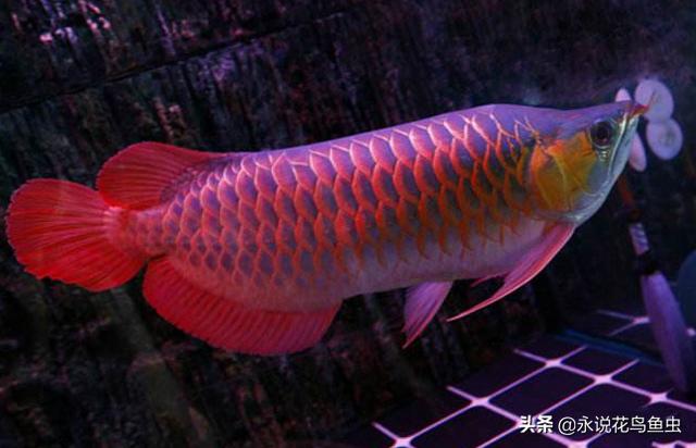 红龙鱼鳞片粉色好吗