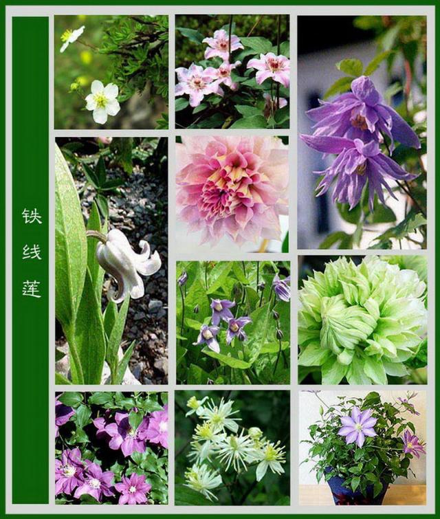 各种花的名称 名字图片