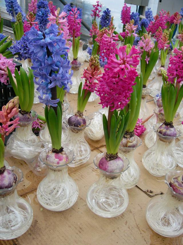 水生花卉 水生花卉（水生花卉有哪些类型） 生活