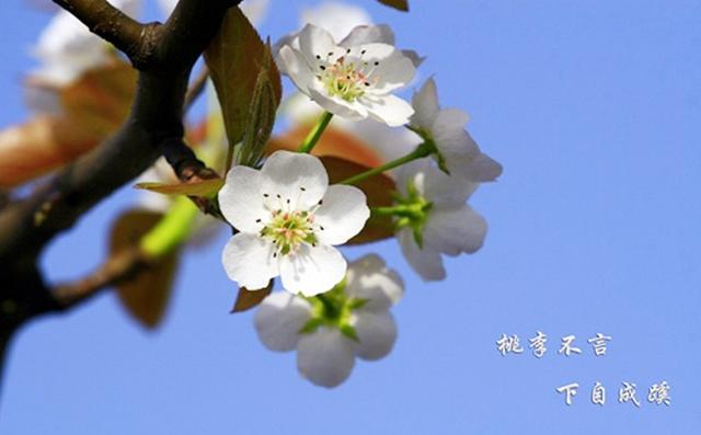 桃李不言下自成蹊，孩子如何正确理解面子和虚荣？