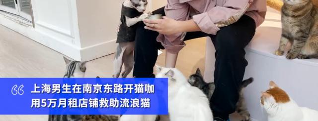 上海宠物猫领养