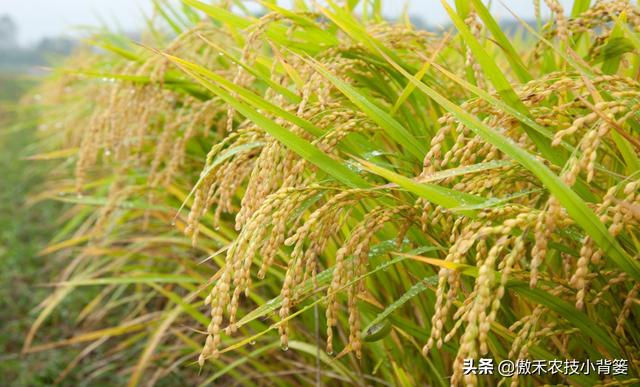种植水稻巧补硅，前期长势好、后期产量高！水稻硅肥正确使用方法8
