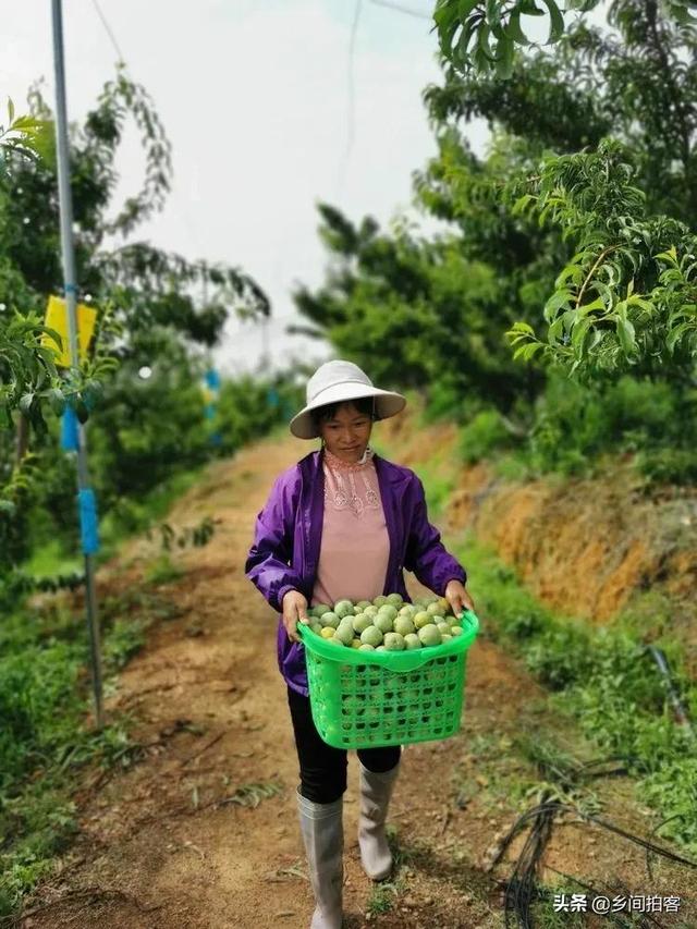 贵州有种甜如蜂蜜的李子，号称“李中茅台”，当地35一斤你吃过吗3