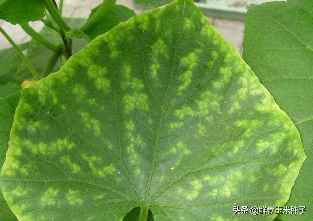 茄瓜果类蔬菜夏季高温期常见生理性障碍及防治措施4