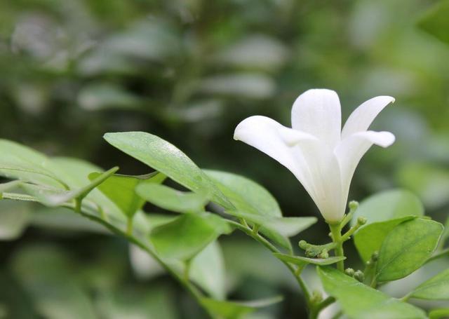 九里香花适合在室内养吗