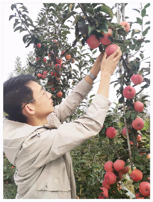 柱状苹果树