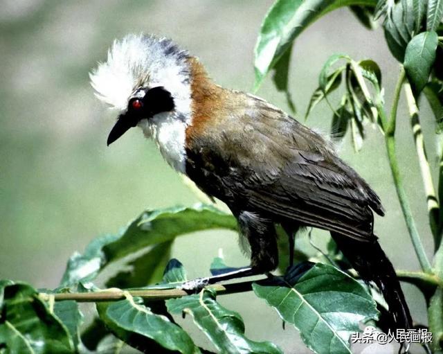 摄影 杜泽泉 李渤生雅鲁藏布江大峡谷的豺猫.