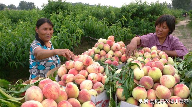 要使果树果实膨大好，除了增施钾肥以外这些营养元素要补好7