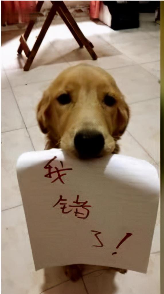 狗狗舔人有哪些好处（狗狗舔人的几大好处）(5)