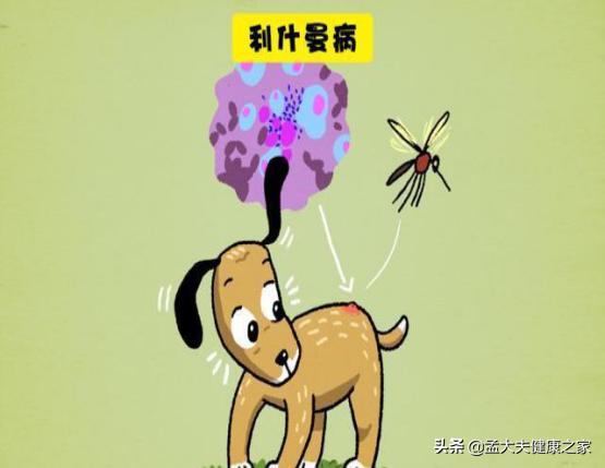 蜱虫叮咬症状