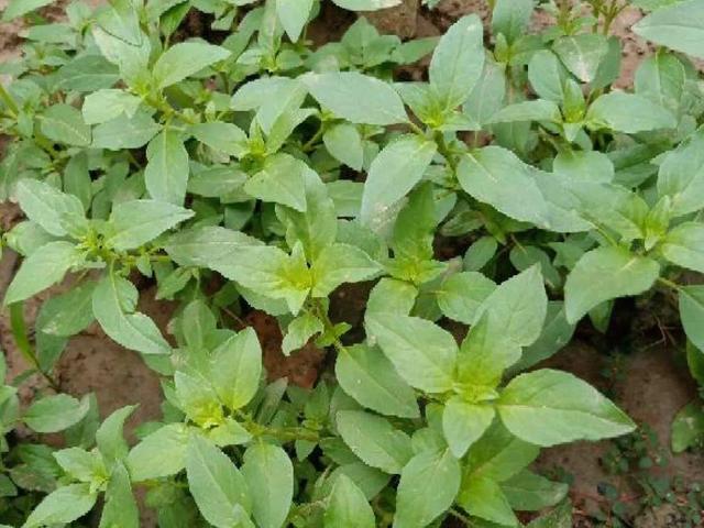 阳台种菜 阳台种菜（阳台种菜用什么土） 生活