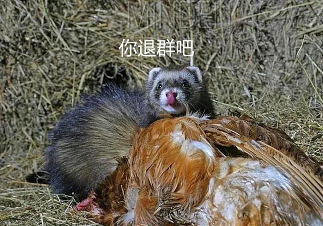 黄鼠狼吃什么