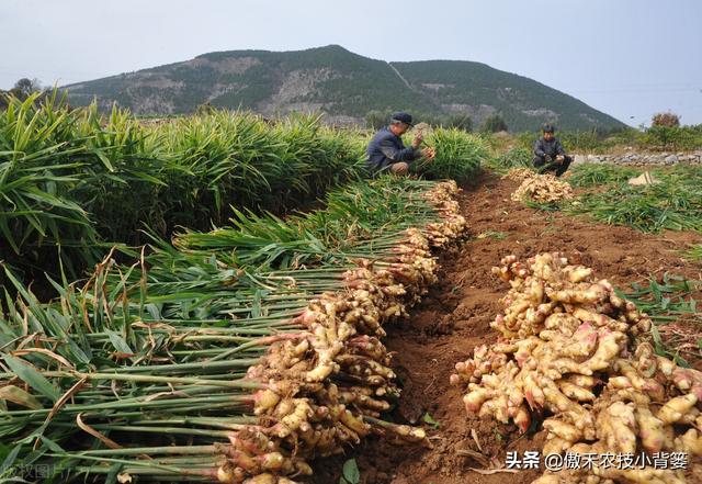 夏季7-9月是姜瘟病发病高峰期，早防早治